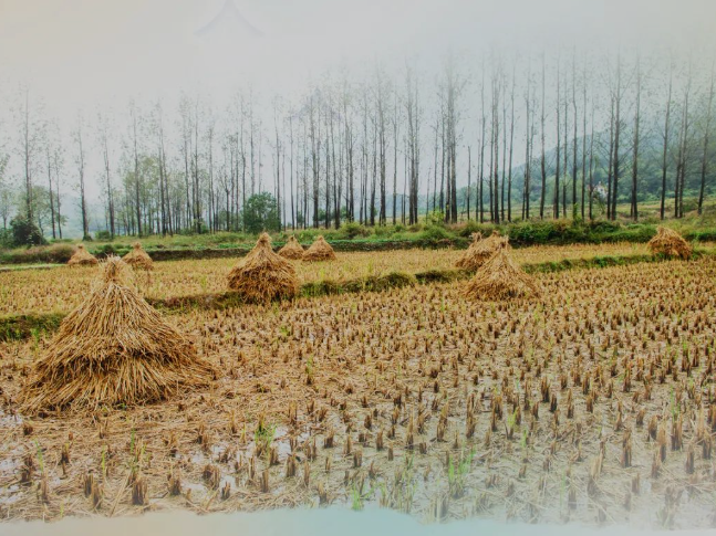 �����������������᳡��